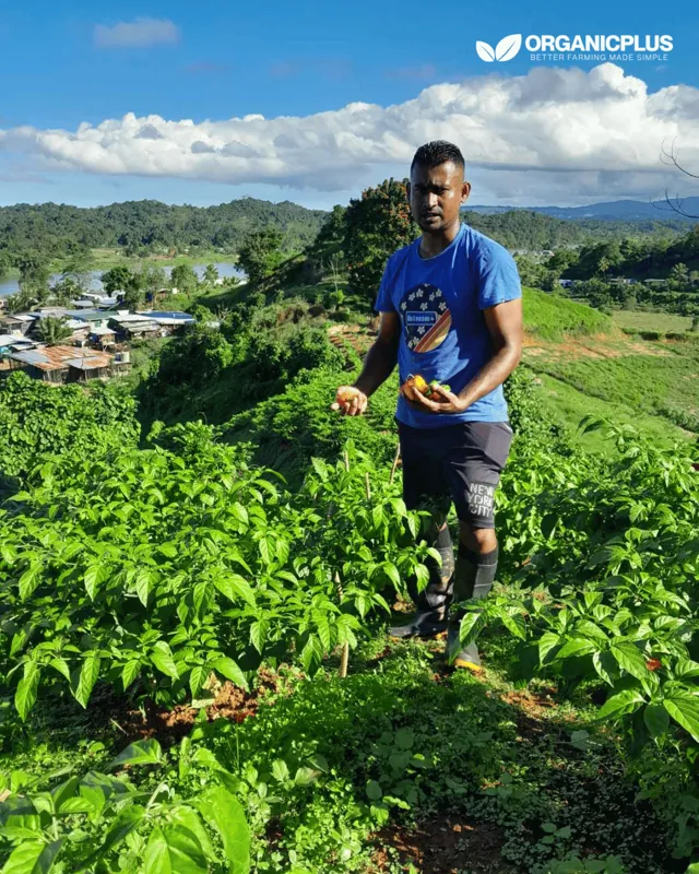 Abdul Shahid standing in his chilli field