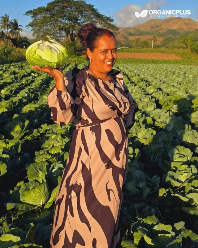 Farmer holding a freshly harvested cabbage