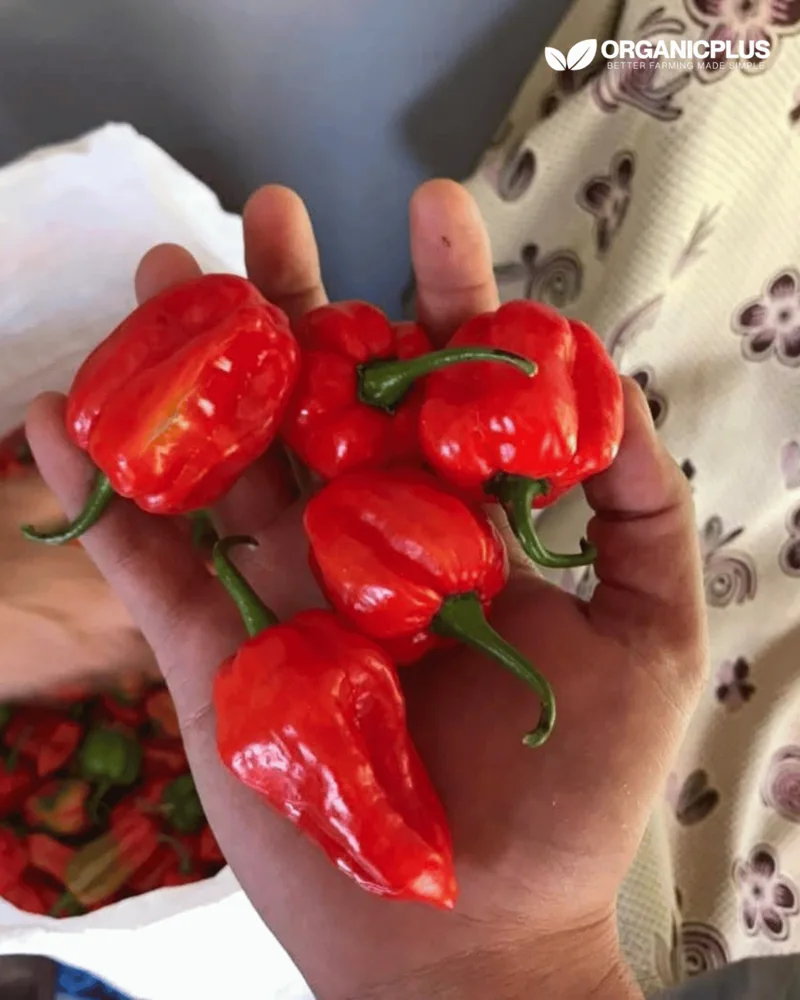 Large red chillies held in a farmer’s hand