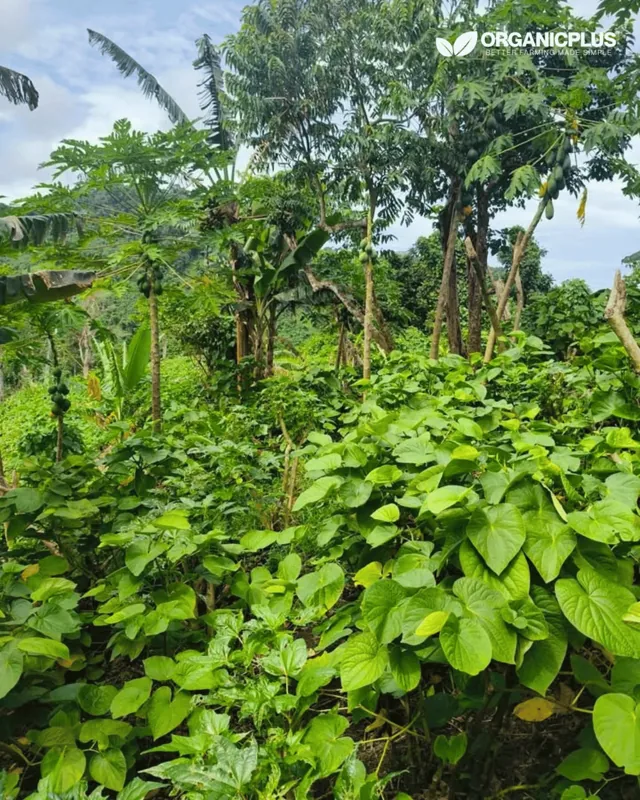 Lush crop growth in an OrganicPlus farmer’s field
