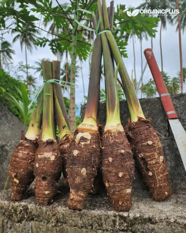 Freshly harvested dalo with stems attached