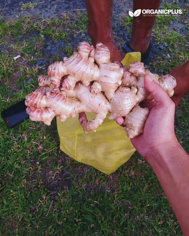 Large freshly harvested ginger rhizome