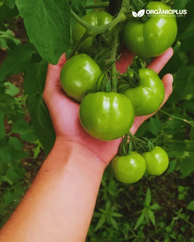 A cluster of large green tomatoes on the plant