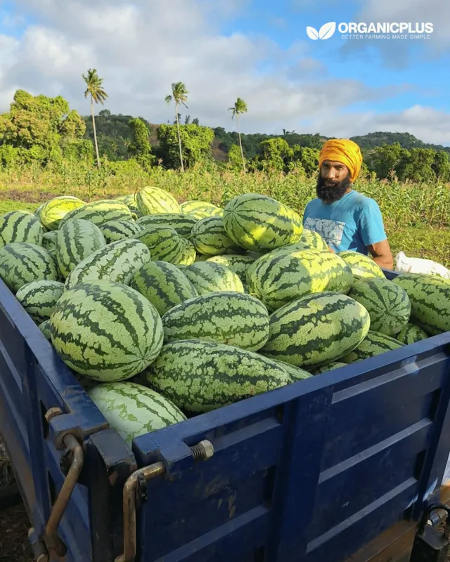 Farmer with a truckload of harvested watermelons